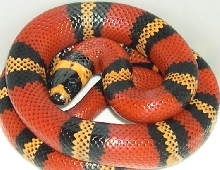 Honduran female het for albino