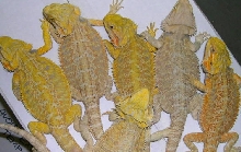 all hypo