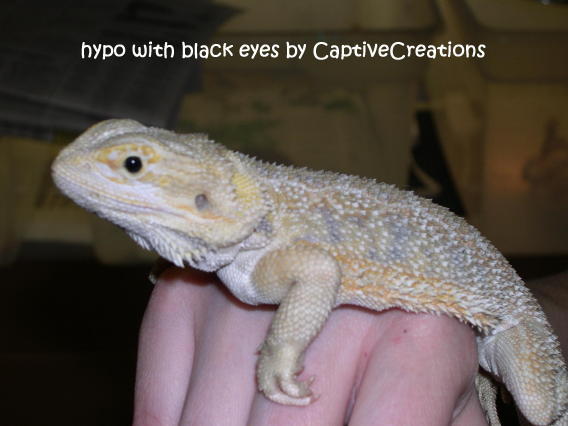 translucent bearded dragon
