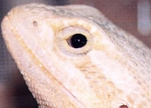 close up of black eyes of a hypo translucent