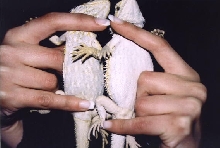 translucent bearded dragon