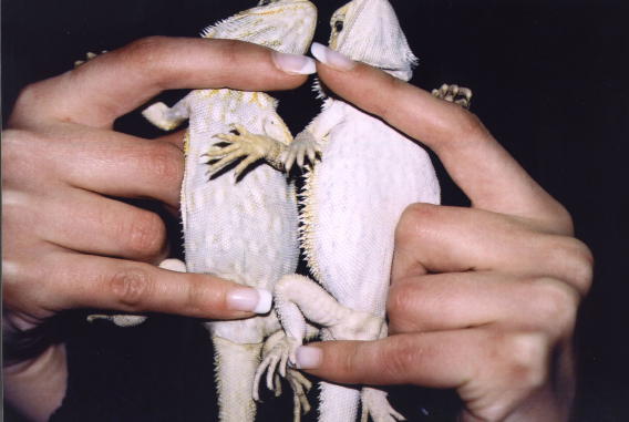 translucent bearded dragon