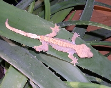 Rhacodactylus Ciliatus
