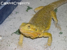 hypo yellow