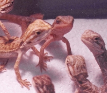 translucent bearded dragon