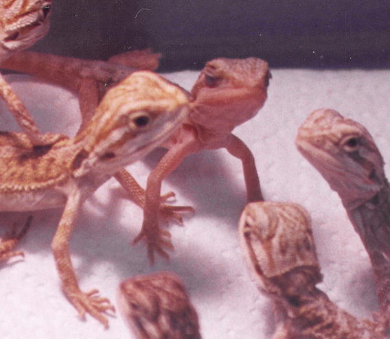 translucent bearded dragon