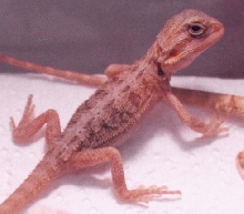 another hypo translucent