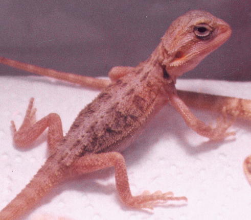 another hypo translucent