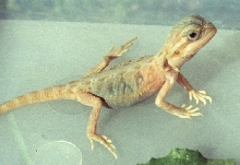hypomelanistic translucent baby