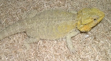 hypo female, yellow head fade