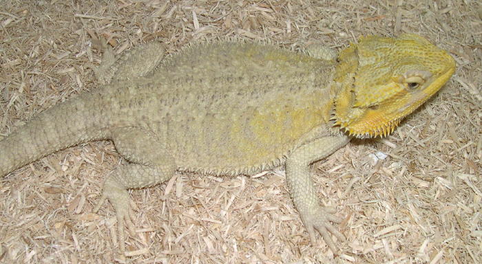 hypo female, yellow head fade