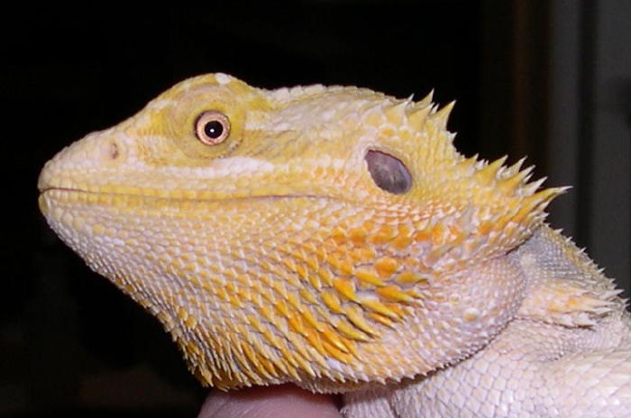 hypo female, in your face