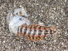 hatched 1-11-04