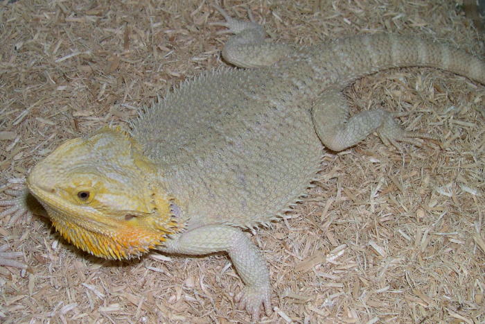 female hypo, white back