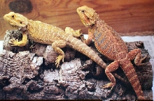 Anther hypo male and Sandfire female