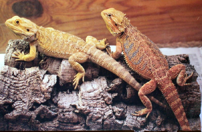 Anther hypo male and Sandfire female