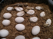 hypo translucents hatching