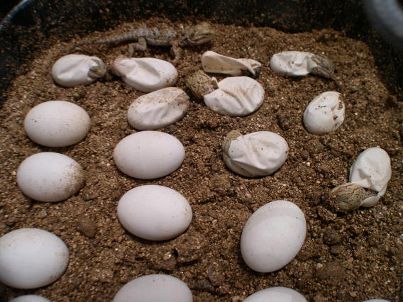 hypo translucents hatching