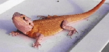 P. mitchelli