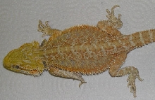 orange hypo female