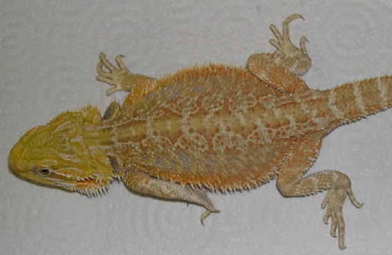 orange hypo female