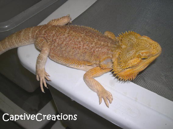 orange hypo male