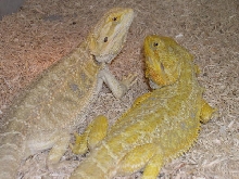 hypo yellow and sandfire, parents of the red hatchlings from 1-8, 1-11