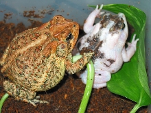 piebald southern toad