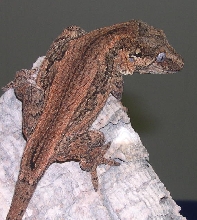 Rhacodactylus auriculatus