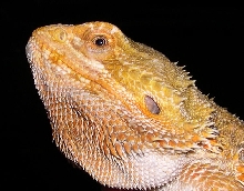 sandfire male, face
