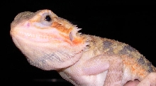 translucent sandfire, face