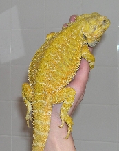 unmellow yellow