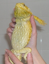 unmellow yellow belly