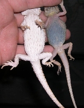 translucent bearded dragon