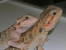 translucent male and female