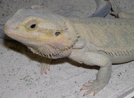 translucent hypomelanistic bearded dragon