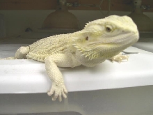 female hypo snow