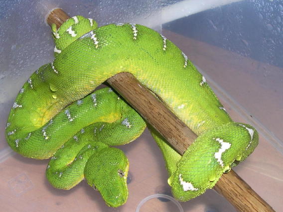 emerald
