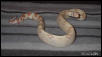 2003 albino female