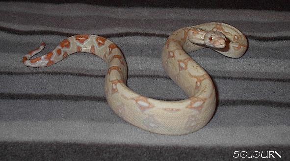 2003 albino female