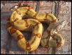 East Bay Vivarium Red Group Hypo