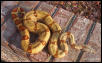 East Bay Vivarium Red Group Hypo