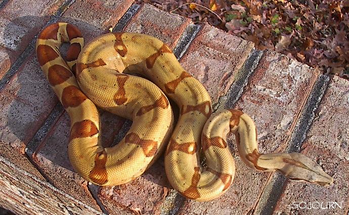 East Bay Vivarium Red Group Hypo