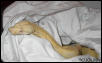 2001 albino male