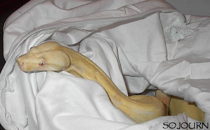 2001 albino male