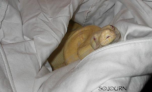 2001 albino male