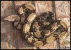 Jeremy Stone Male Het for Albino