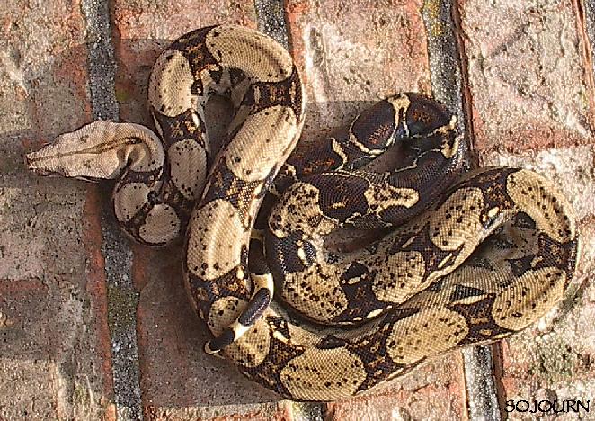 Jeremy Stone Male Het for Albino