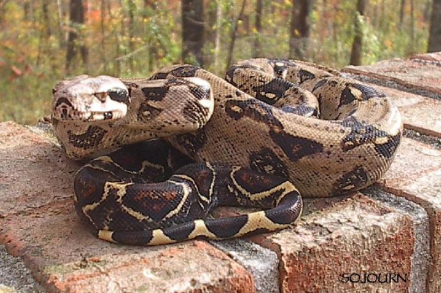 Jeremy Stone Het for Albino