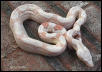 Jeremy Stone Albino